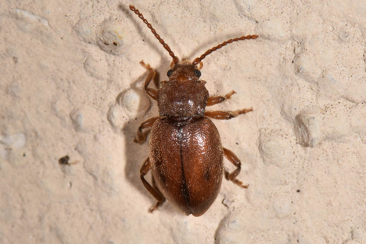 Endomychidae:  Dapsa opuntiae?  S !